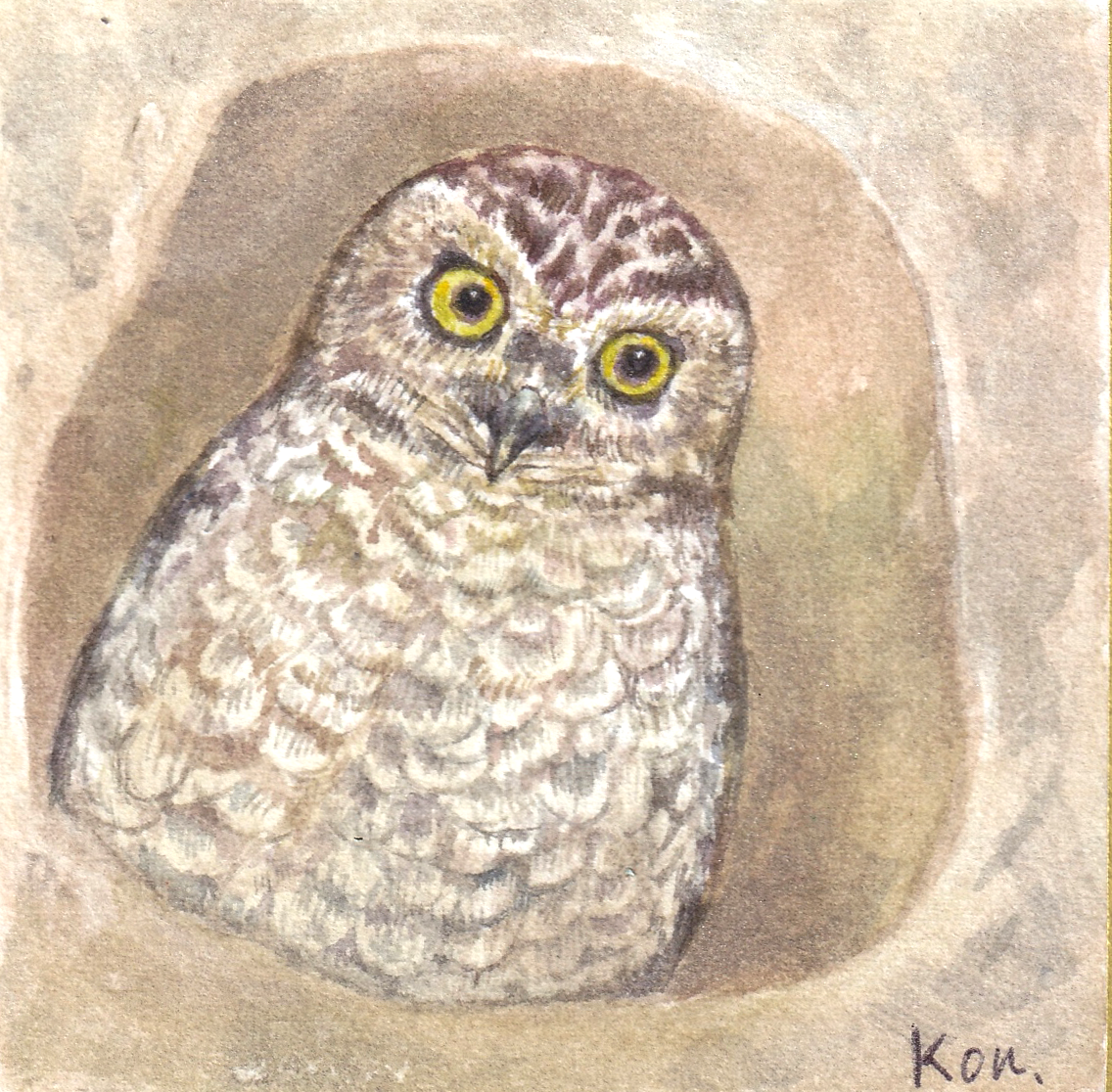 アナホリフクロウ